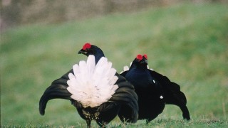 Black Grouse